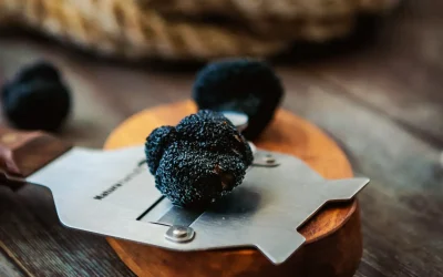 ISTRIAN TRUFFLES – A Taste of Hidden Croatia