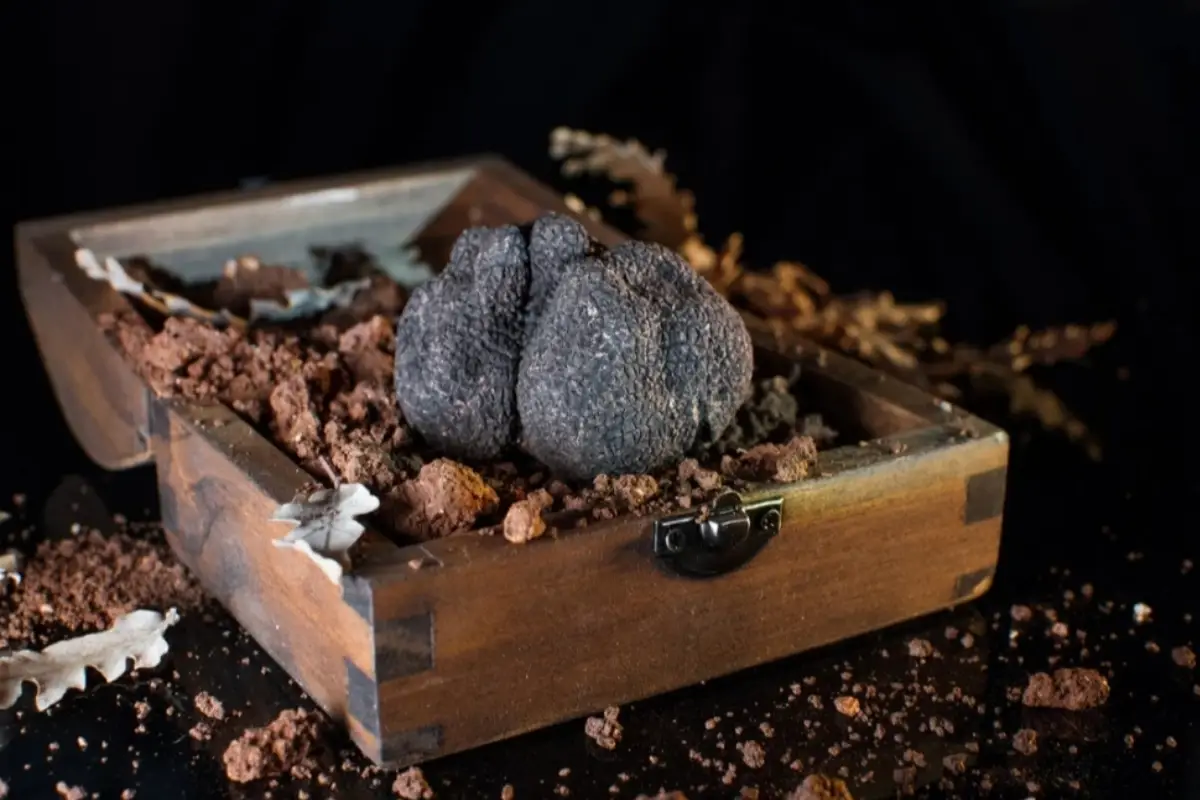 Selection of Istrian truffle products including spreads and oils – gourmet delicacies from Terra Croatica Souvenir Shop in Dubrovnik.